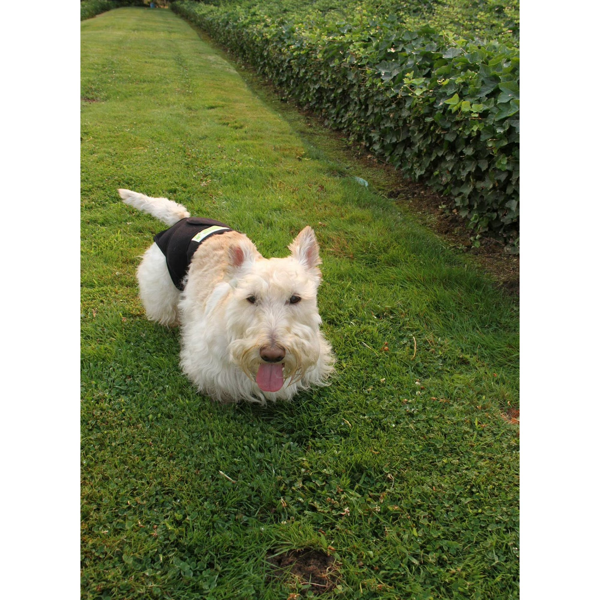 Healers Therapuetic Pet Body Wrap, Rear Module